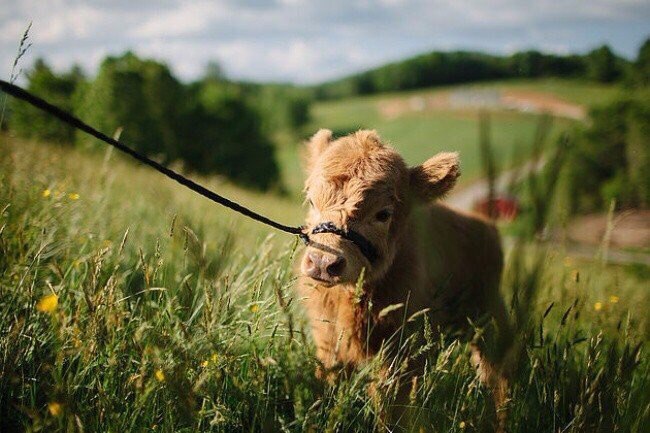 Fluffy - Nature, Soft, , Longpost, Calf, Highland