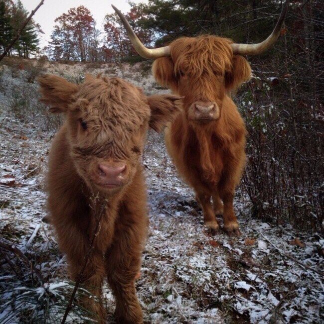 Fluffy - Nature, Soft, , Longpost, Calf, Highland