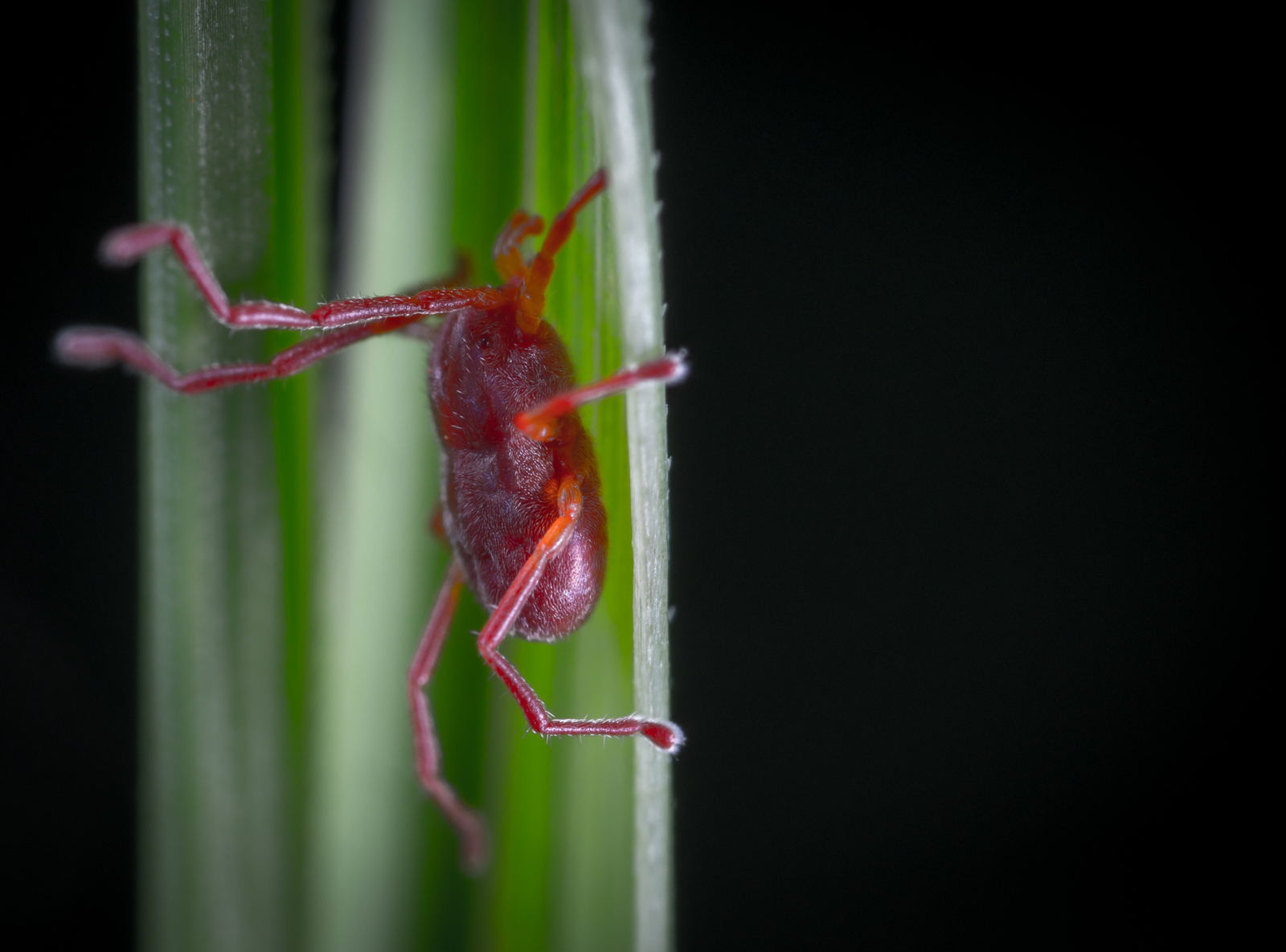 Заметки макрофотографа: клещ-краснотелка | Пикабу