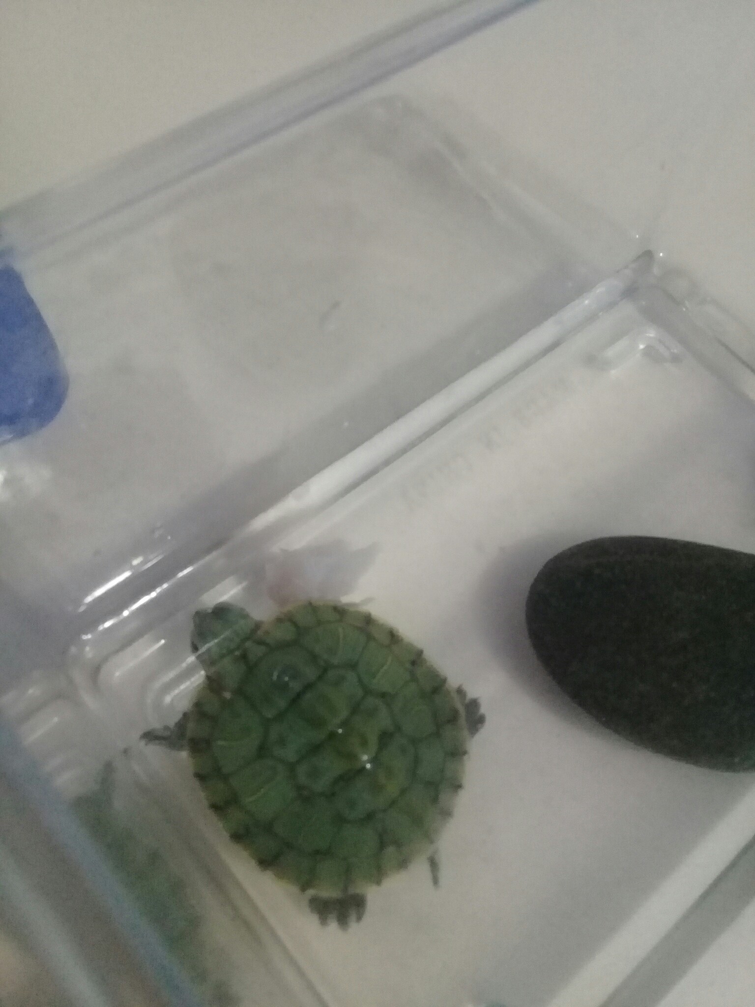 Help - My, Turtle, A fish