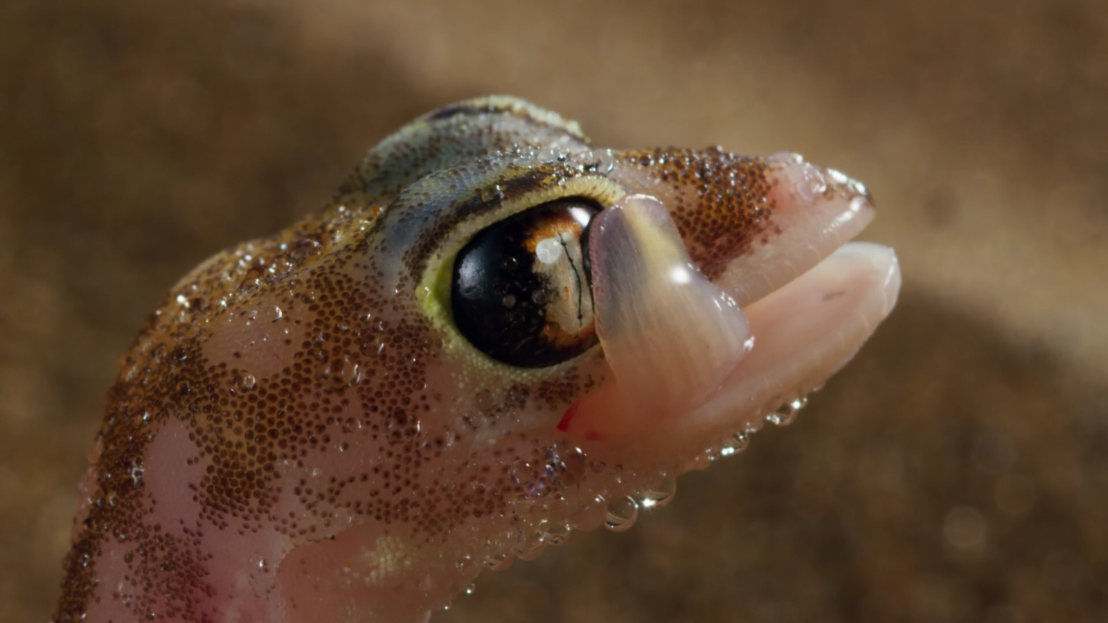 When you're trying to please a girl - Gecko, Attractiveness