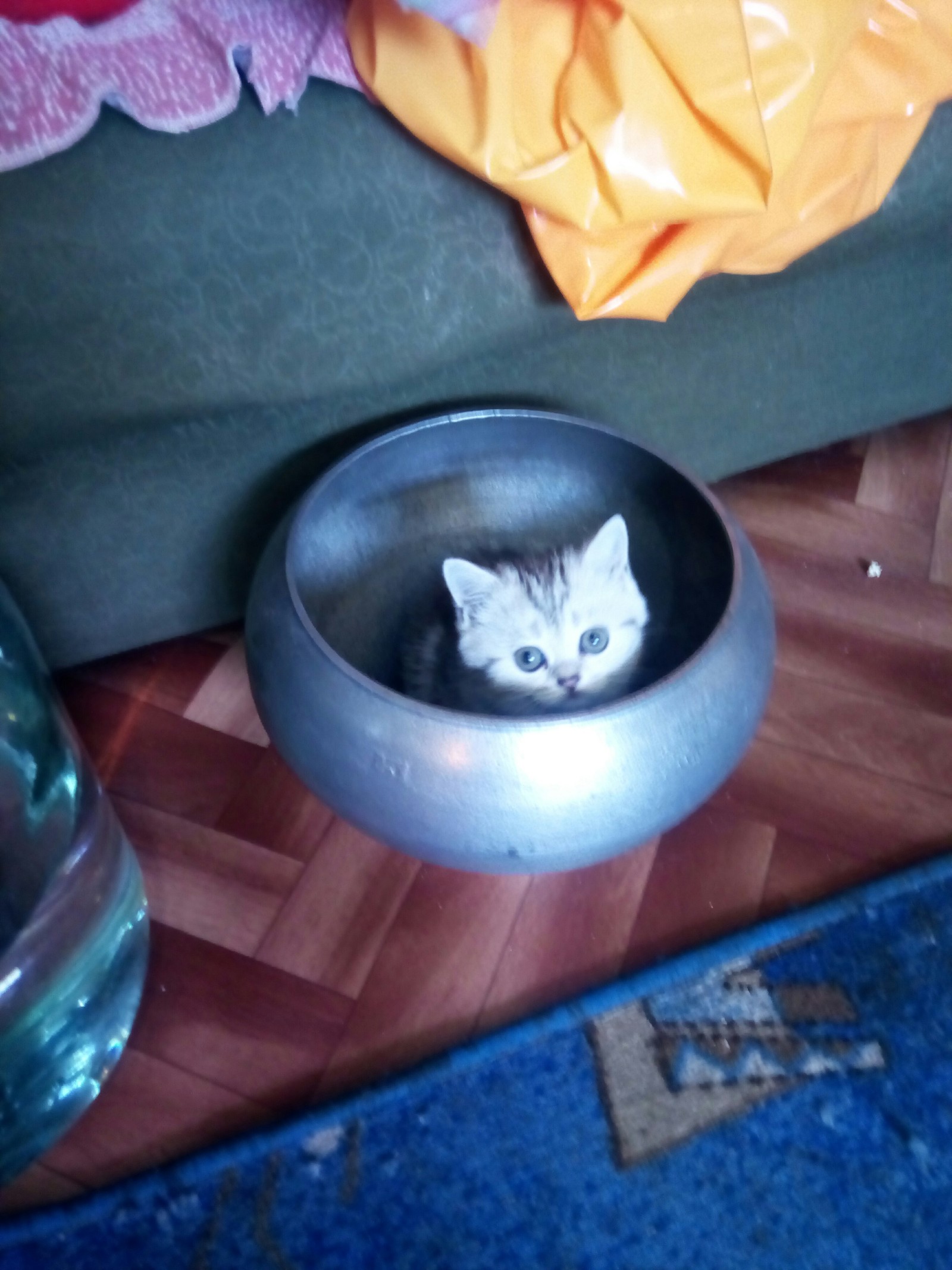 Pot of secret - My, cat, Plaid