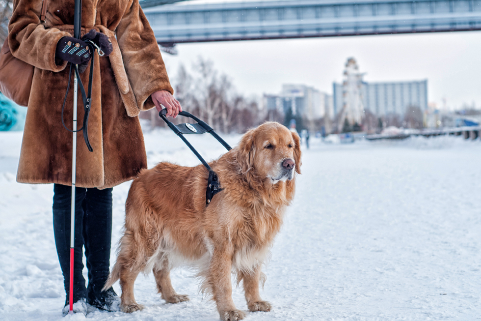 How to skydive to the touch and go to the mountains with a guide dog - Blind, Guide-dog, Longpost, The blind