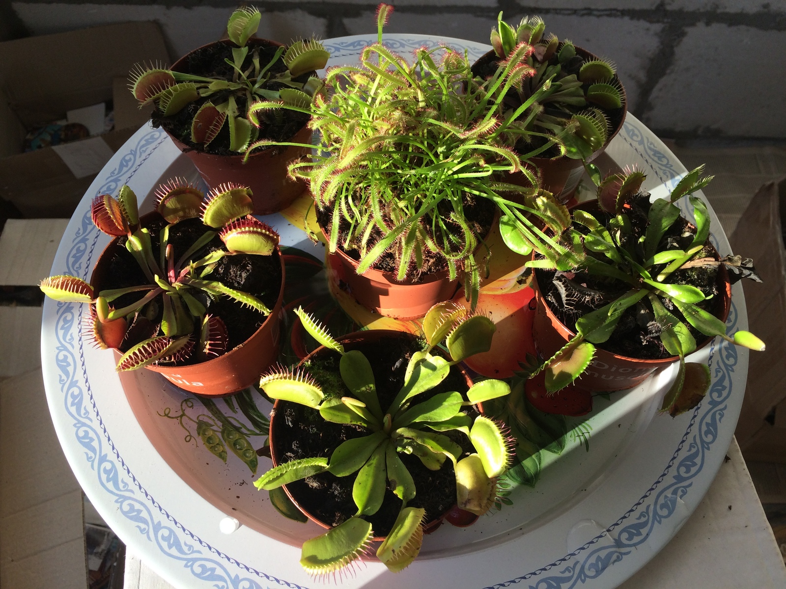 Venus flytrap photo of my entire garden - My, Flycatcher, Venus flytrap, 