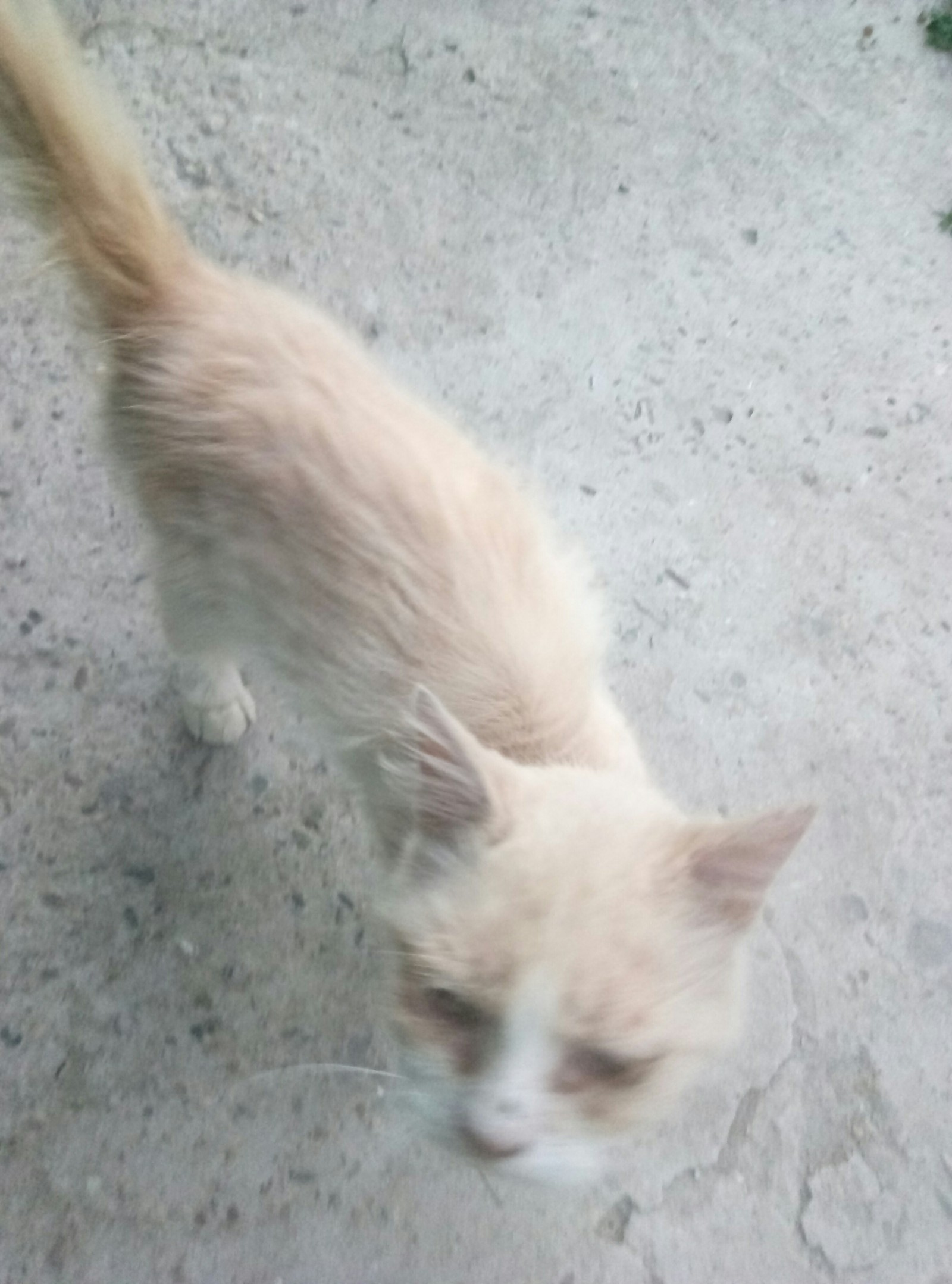 The cat is looking for a home (Krasnodar) - My, cat, Help, Foundling, Looking for a home, In good hands