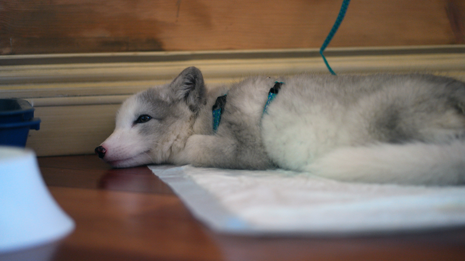 Today I saved the animal - My, Arctic fox, Animals, cat, Dog, Longpost