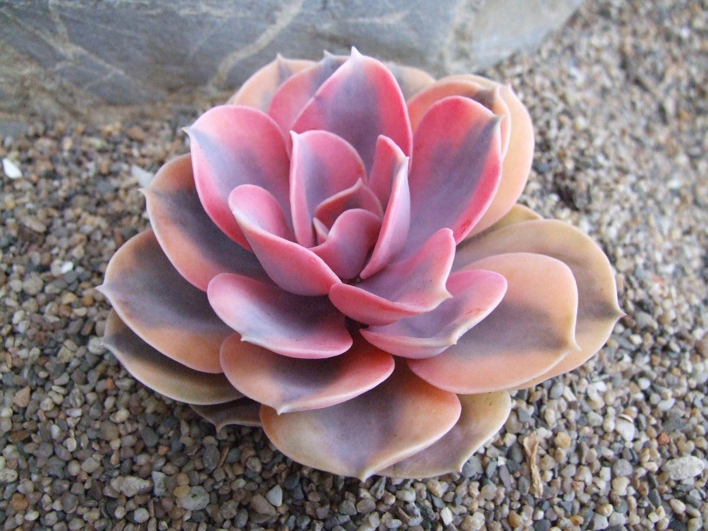 Rare succulent flora of the planet Earth. - Succulents, They're real., Plants, , Longpost