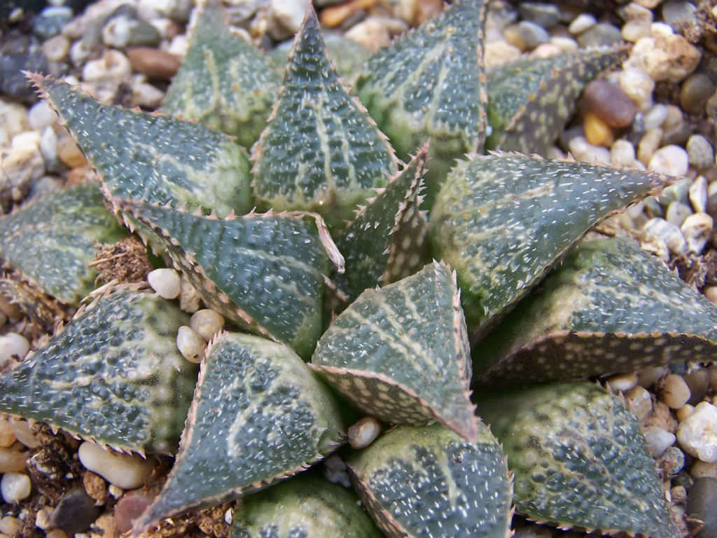 Rare succulent flora of the planet Earth. - Succulents, They're real., Plants, , Longpost