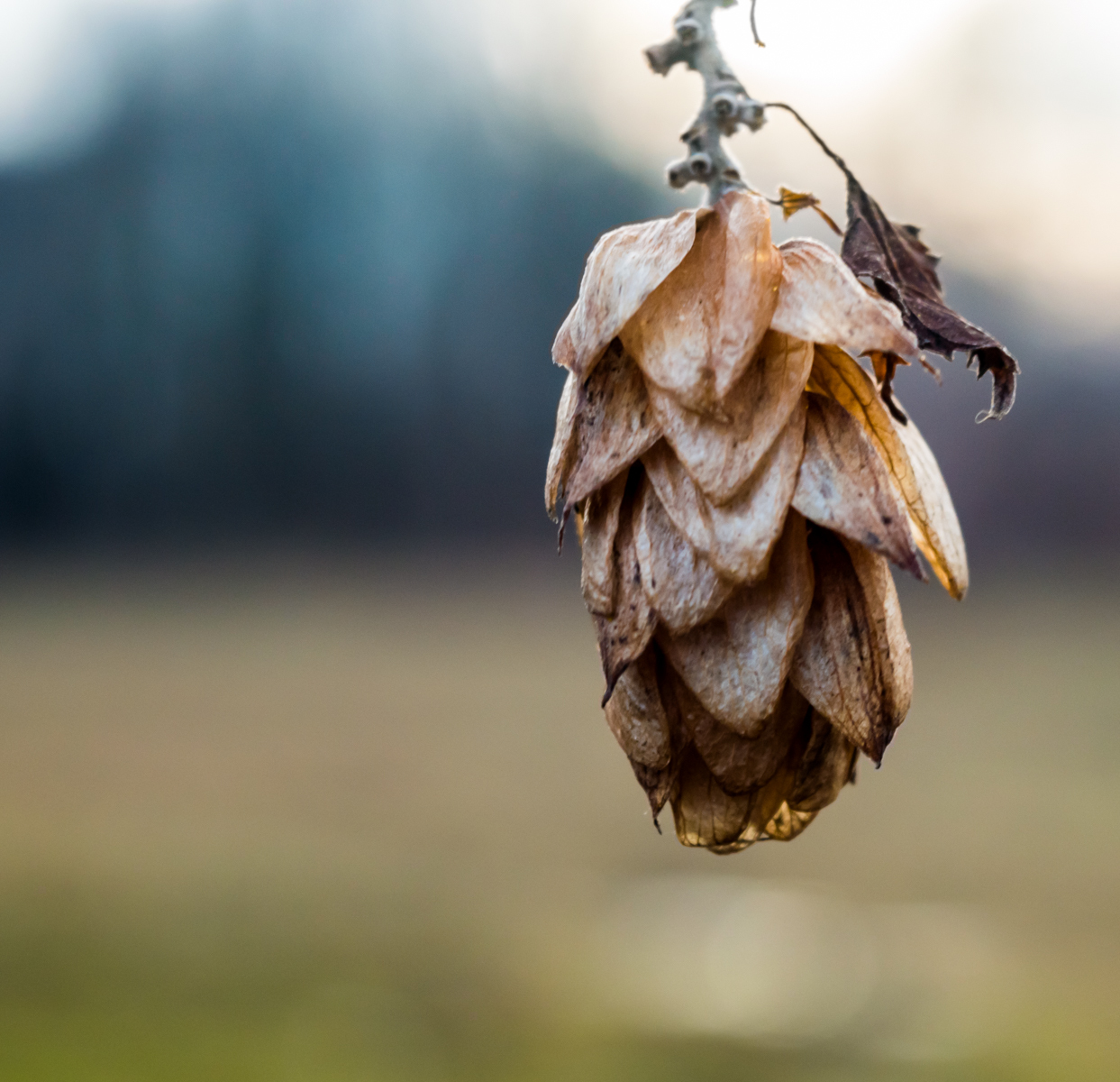 It was winter - My, Winter, Nature, Photographer, Longpost