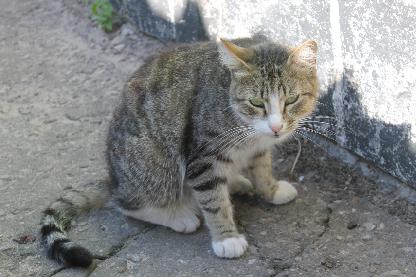 Мой личный Котоленд 87 - Моё, Кот, Приют, Помощь, Доброта, Котоленд, Длиннопост, Приют Котоленд