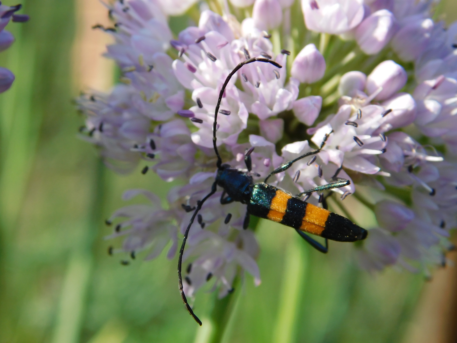 Longhorn beetle Polyzonus - My, Macro, , , Macro photography