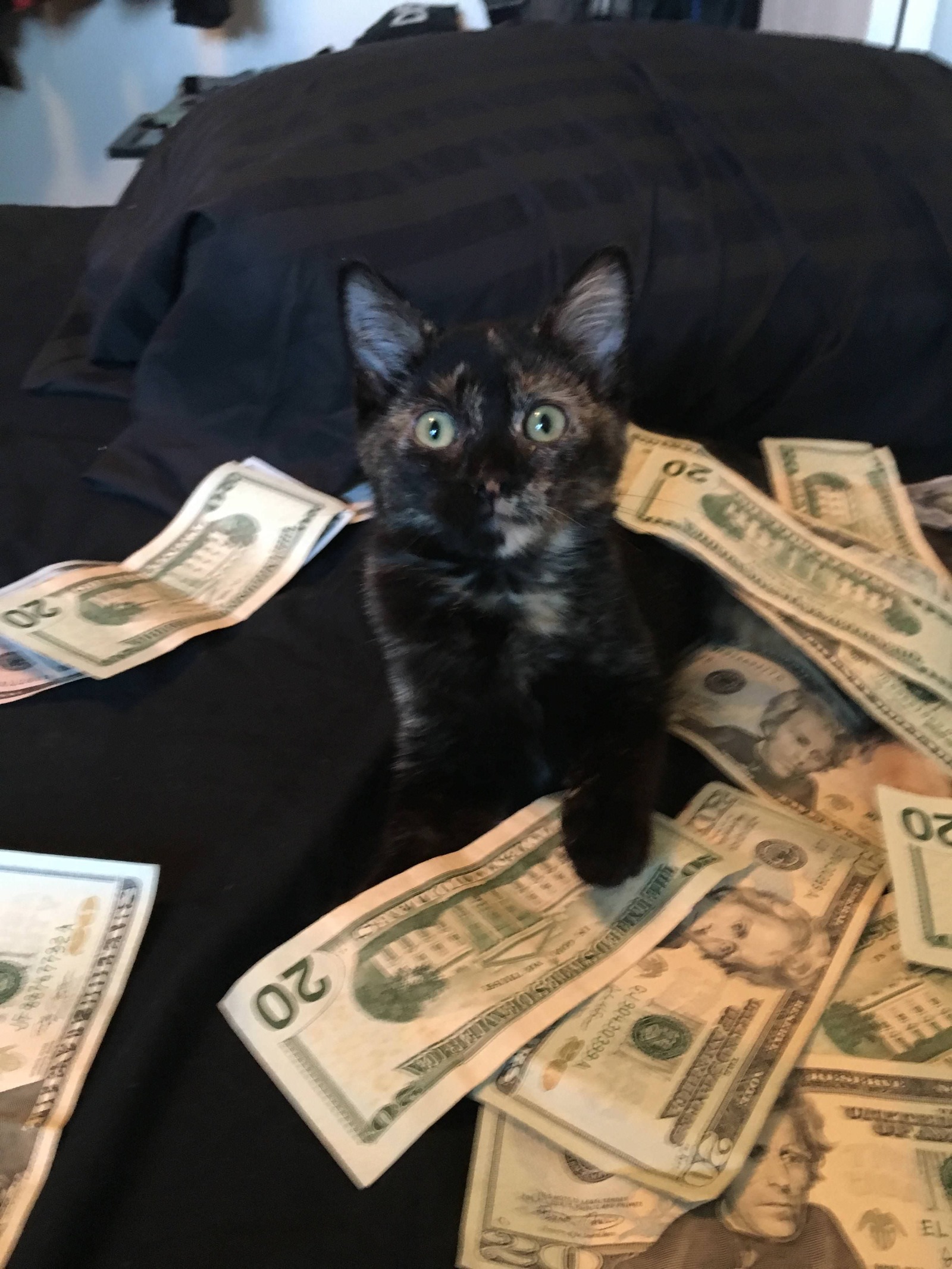 Who lives well in Russia - cat, Dollars, Real Dollars, Longpost