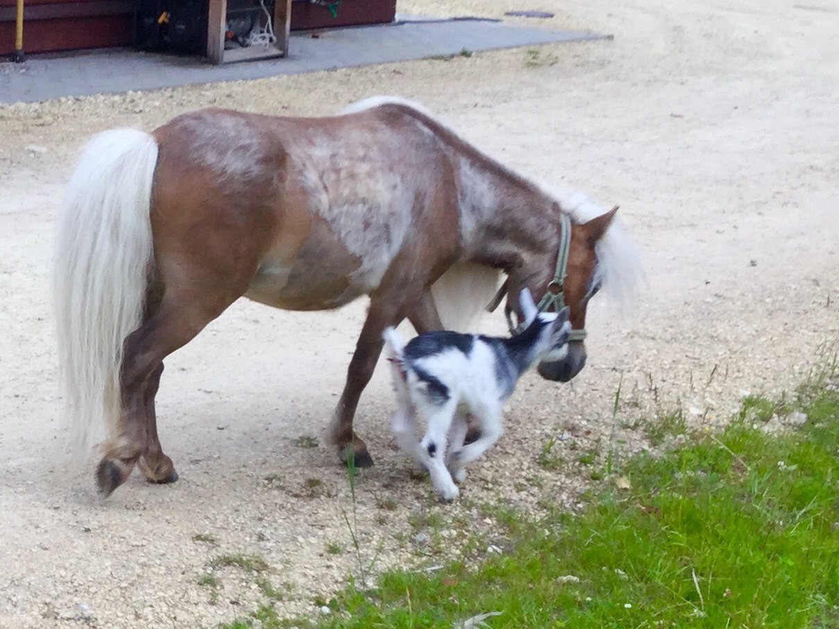 maternal debt. - Amazing, Dharma, Animals, Love, Longpost, Horse