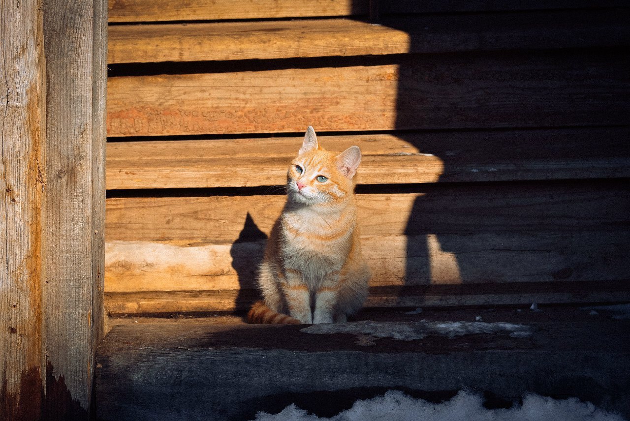 Воспоминания родом из детства - Природа, Родина, Глубинка, Детство, Кот, Длиннопост, Провинция