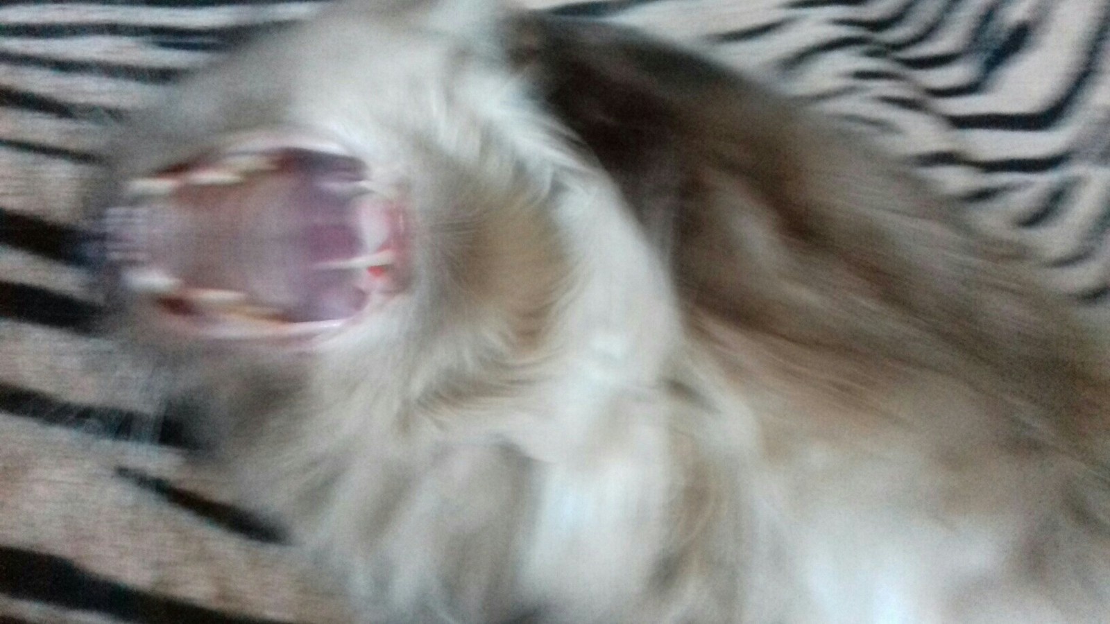 My mom loves taking pictures of her cats - My, Pets, cat, Mum, Photographer, Yawn, Longpost