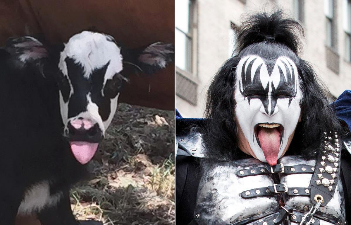 EEEEEEee RRRRroooookkkkkk - Kiss, Calf, Similarity, Gene Simmons