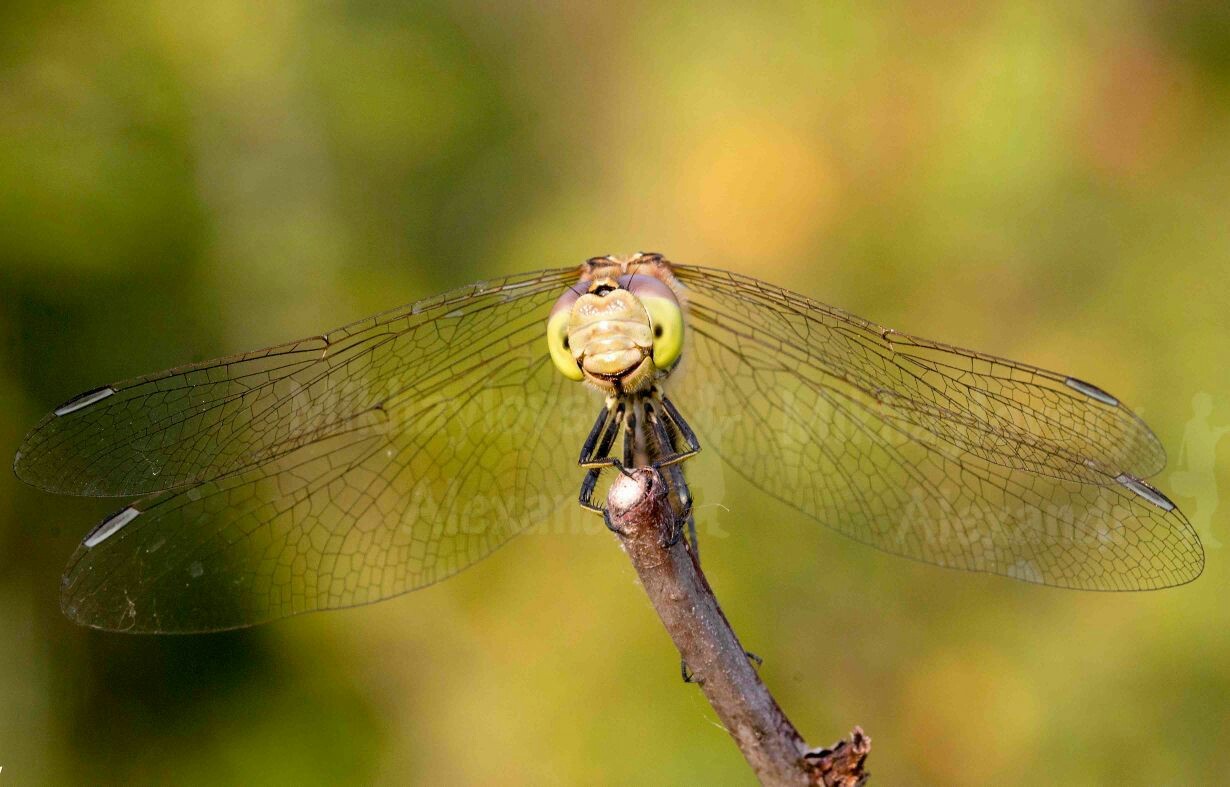 Smile - My, The photo, Dragonfly, Kindness