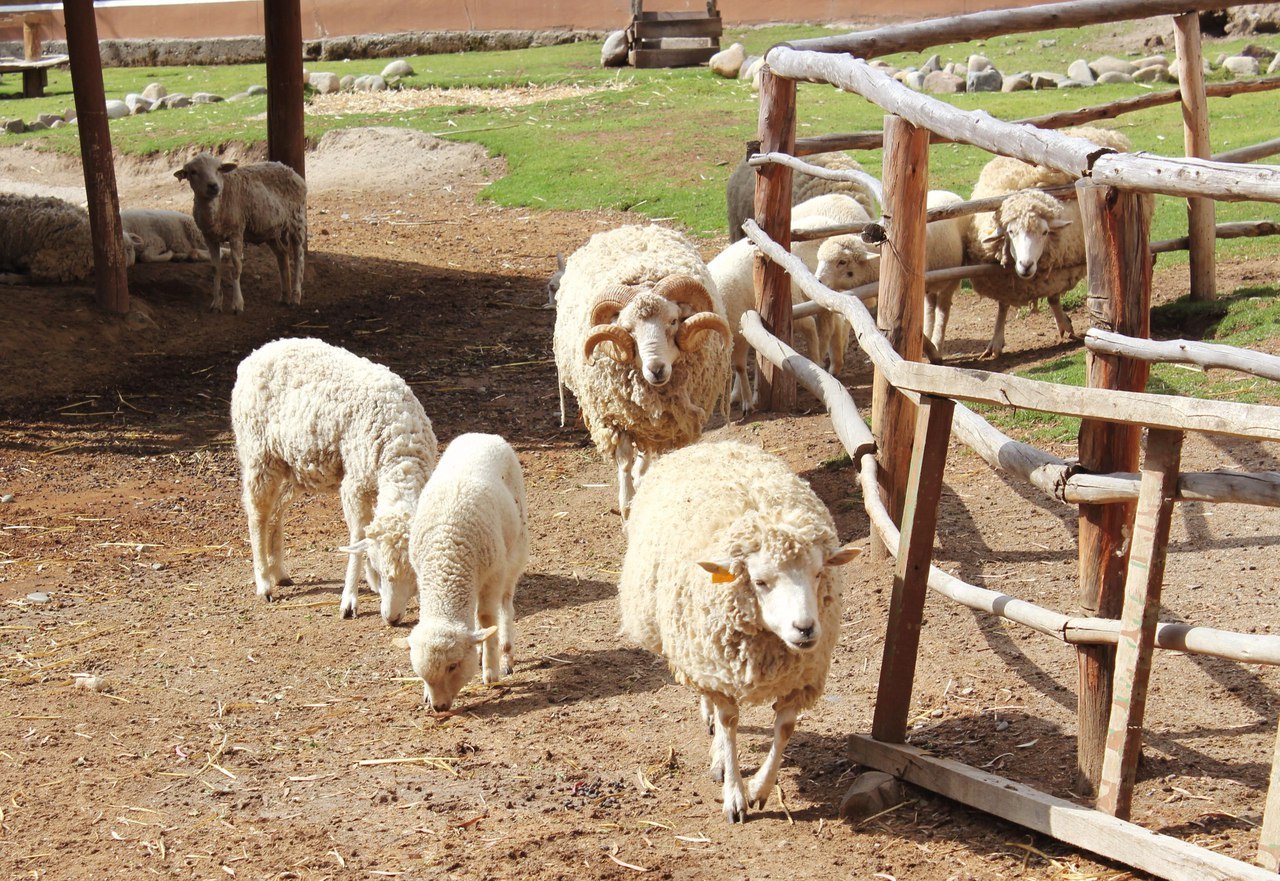 Moon Valley + zoo + quad bikes, Bolivia - My, Bolivia, Travels, , Zoo, ATV, Longpost