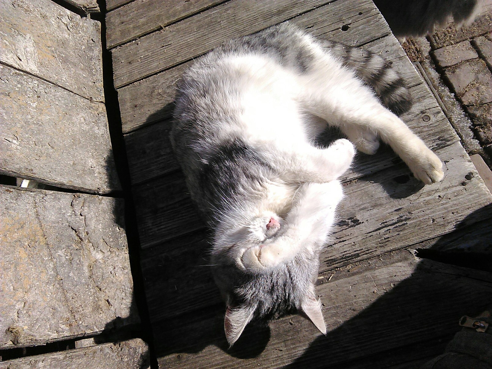 Just a kitty in early spring. - My, Tag, , Longpost, cat