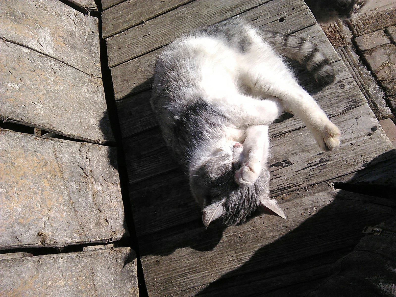 Just a kitty in early spring. - My, Tag, , Longpost, cat