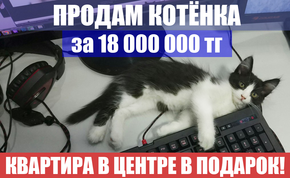 Продам котёнка в г. Алматы - Моё, Кот, Квартира, Недвижимость, Покупка, Алматы, Длиннопост