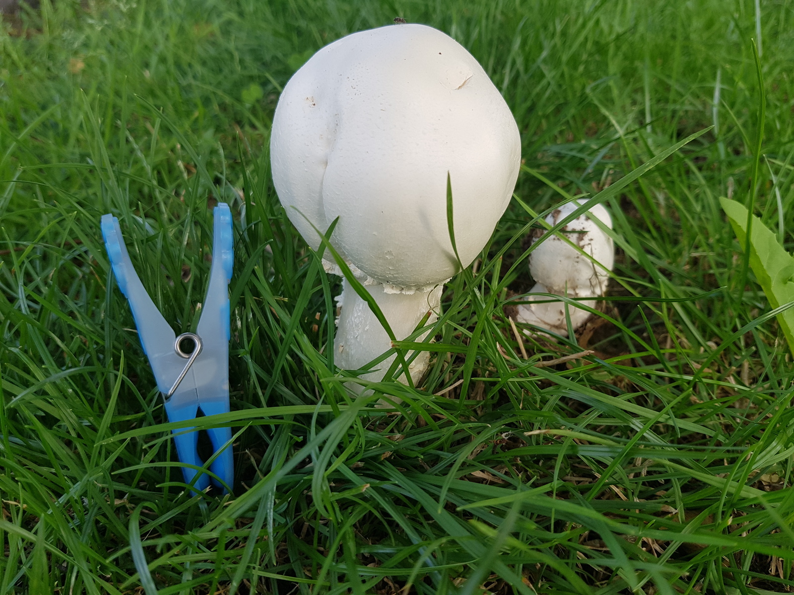 Question for Mushroom Experts - My, , Mushrooms, Longpost