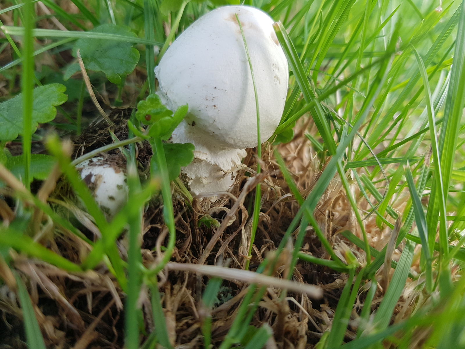 Question for Mushroom Experts - My, , Mushrooms, Longpost