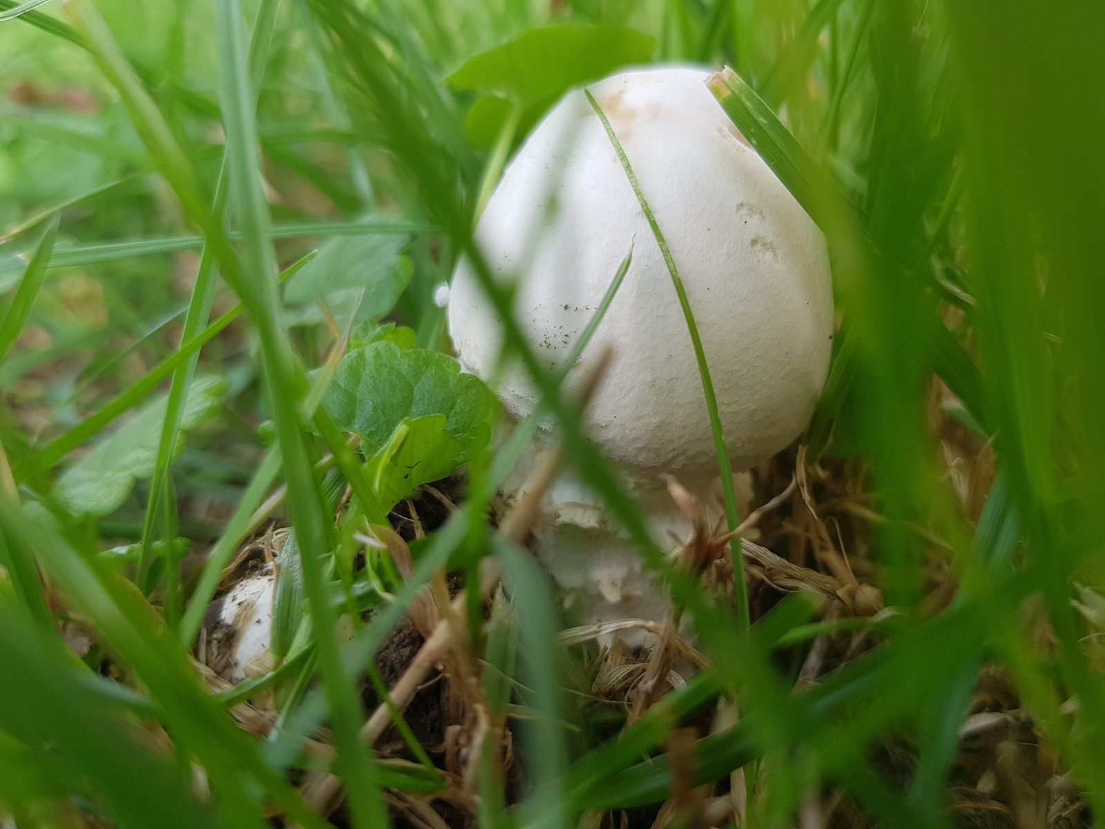 Question for Mushroom Experts - My, , Mushrooms, Longpost