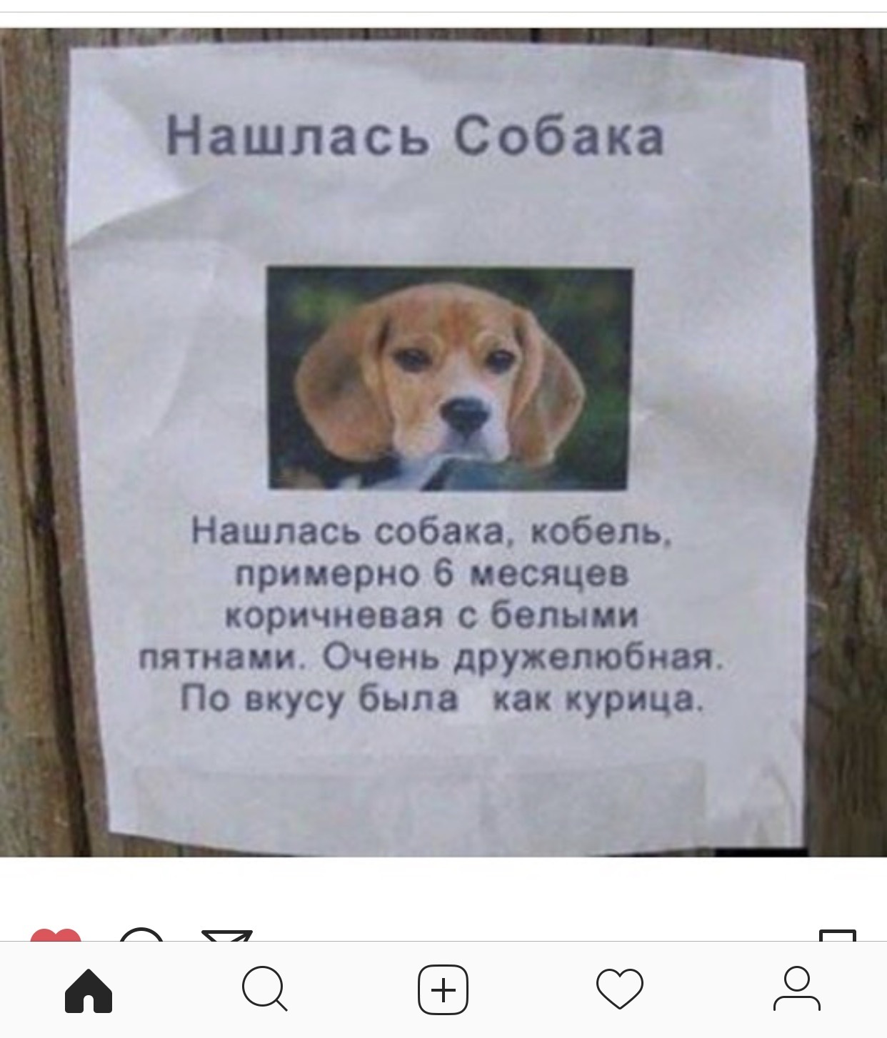 Нашлась собака объявления