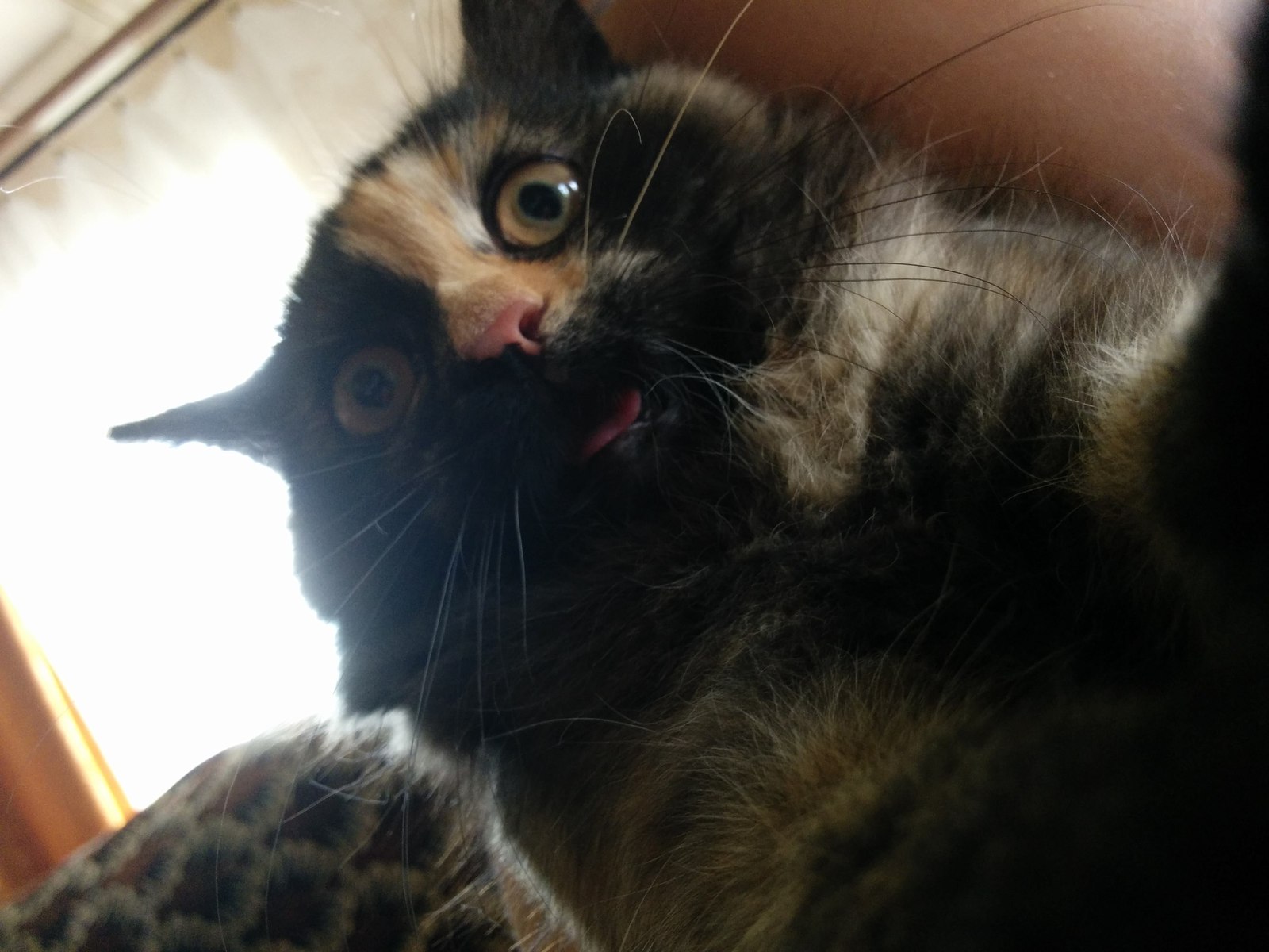 When I saw my photo on peekaboo - My, cat, Astonishment, Kotoselfi