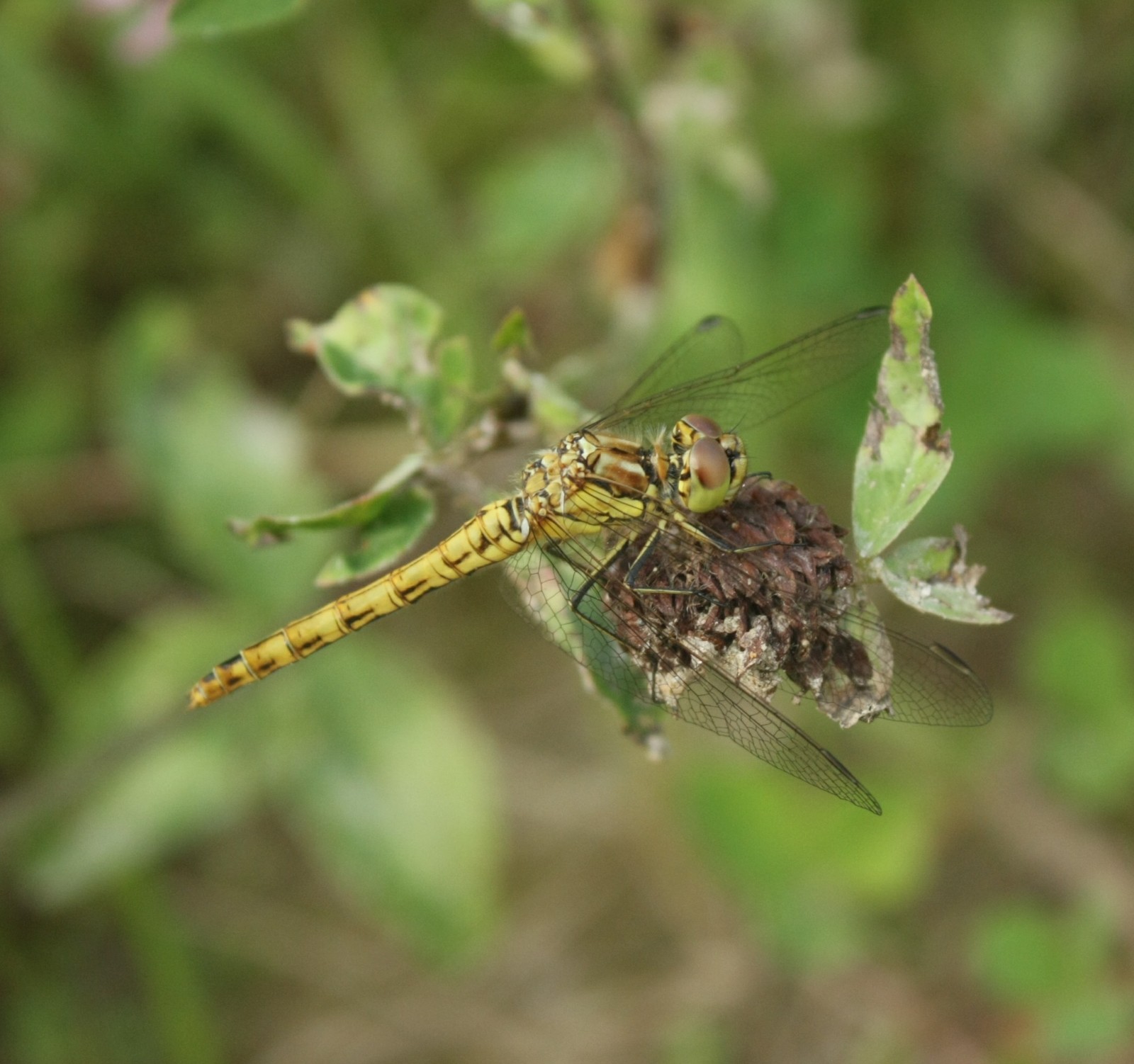 A little macro - My, Nature, Insects, Dragonfly, Macro, Longpost, Macro photography