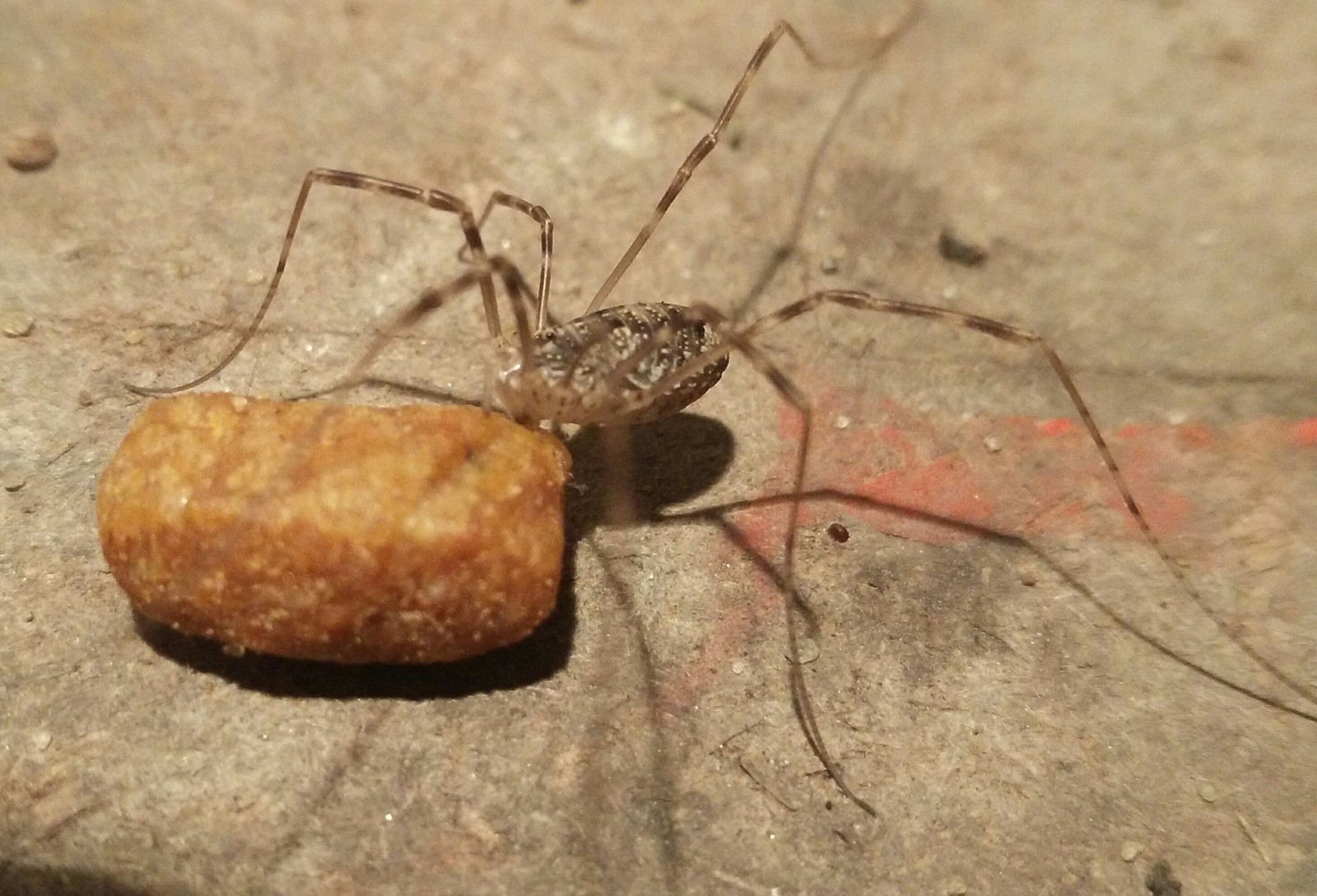 Spiders steal cat food - My, Macro photography, , Spider