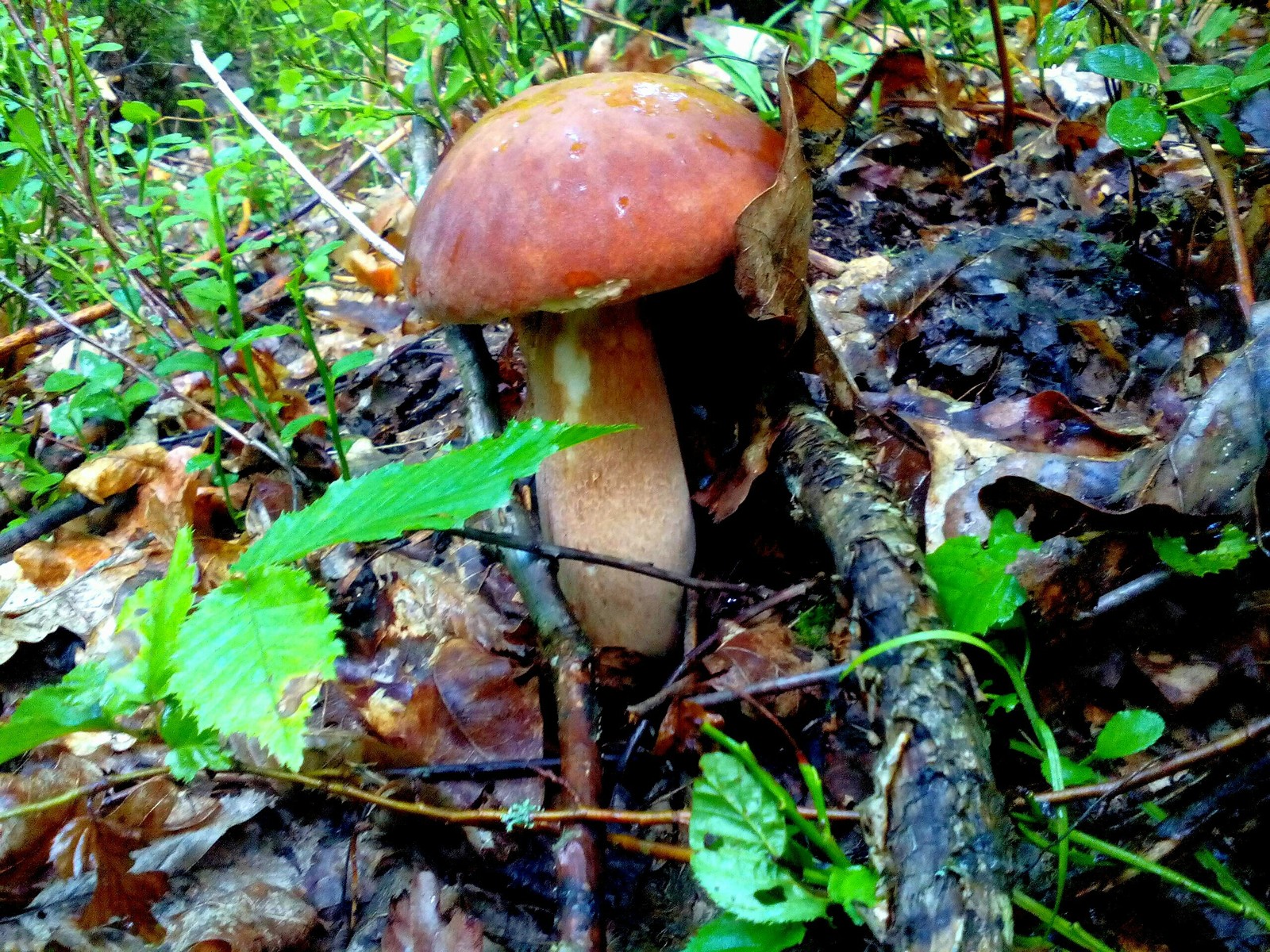 A few more mushrooms - My, Nature, Forest, Relaxation, Longpost