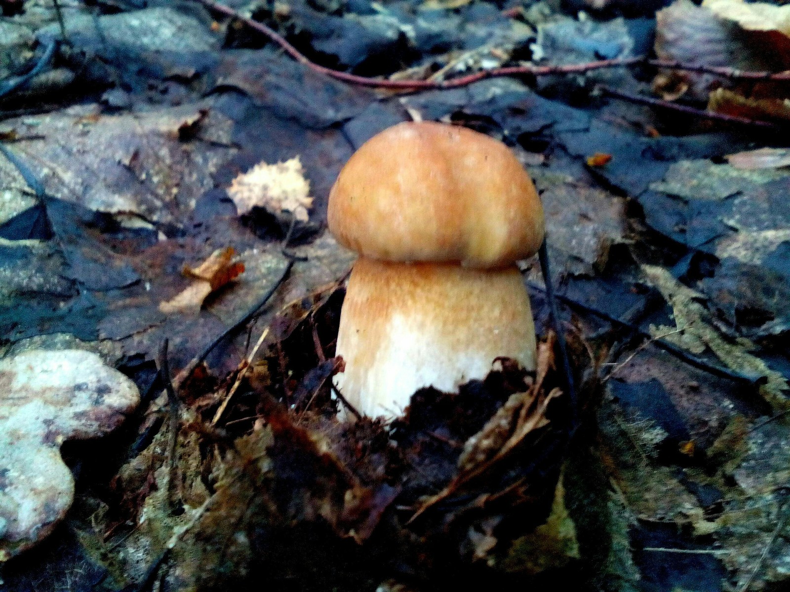 A few more mushrooms - My, Nature, Forest, Relaxation, Longpost