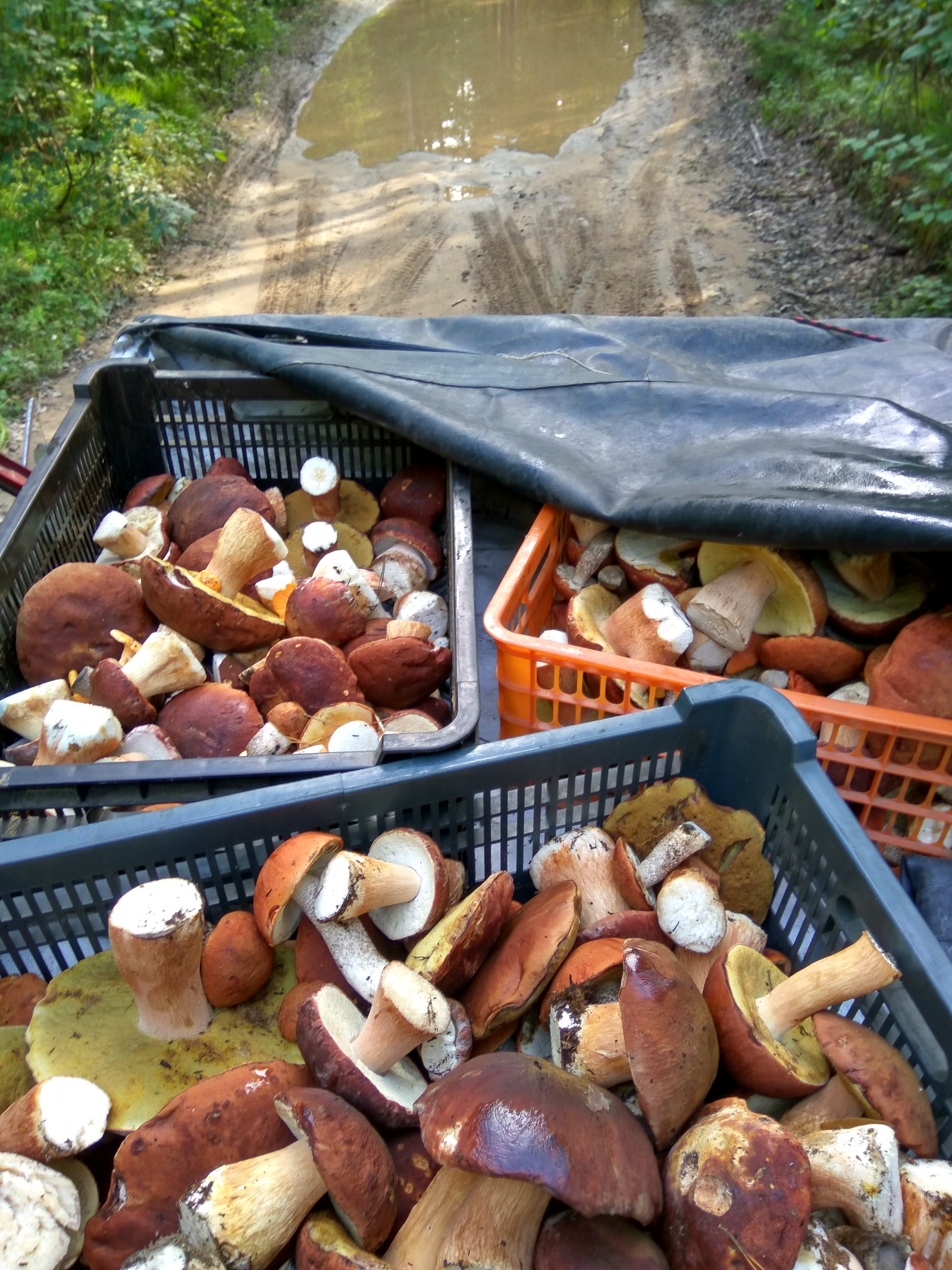 Season 2017 - My, My, Mushrooms, Porcini, Longpost