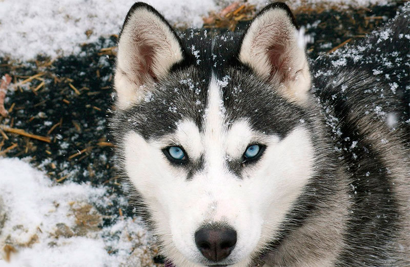 Husky questions - Siberian Husky, Question, Husky