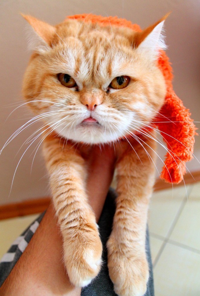 I asked for a tangerine-colored scarf, and this is carrot .. - My, cat, Milota, Scarf, The photo
