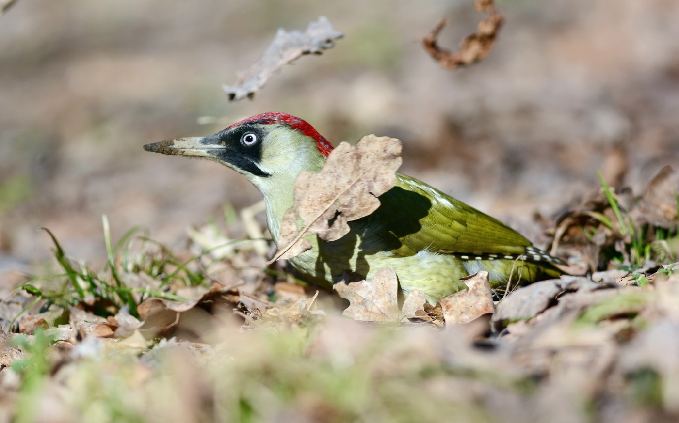 Green Woodpecker - , Woodpeckers, Green Woodpecker, Longpost