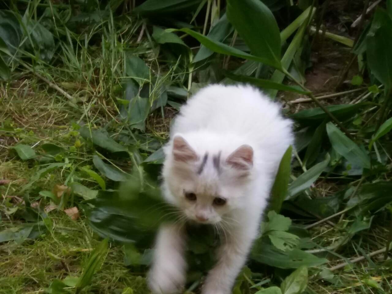 Finding a house in Minsk for two boys - cat, In good hands, Minsk, Longpost