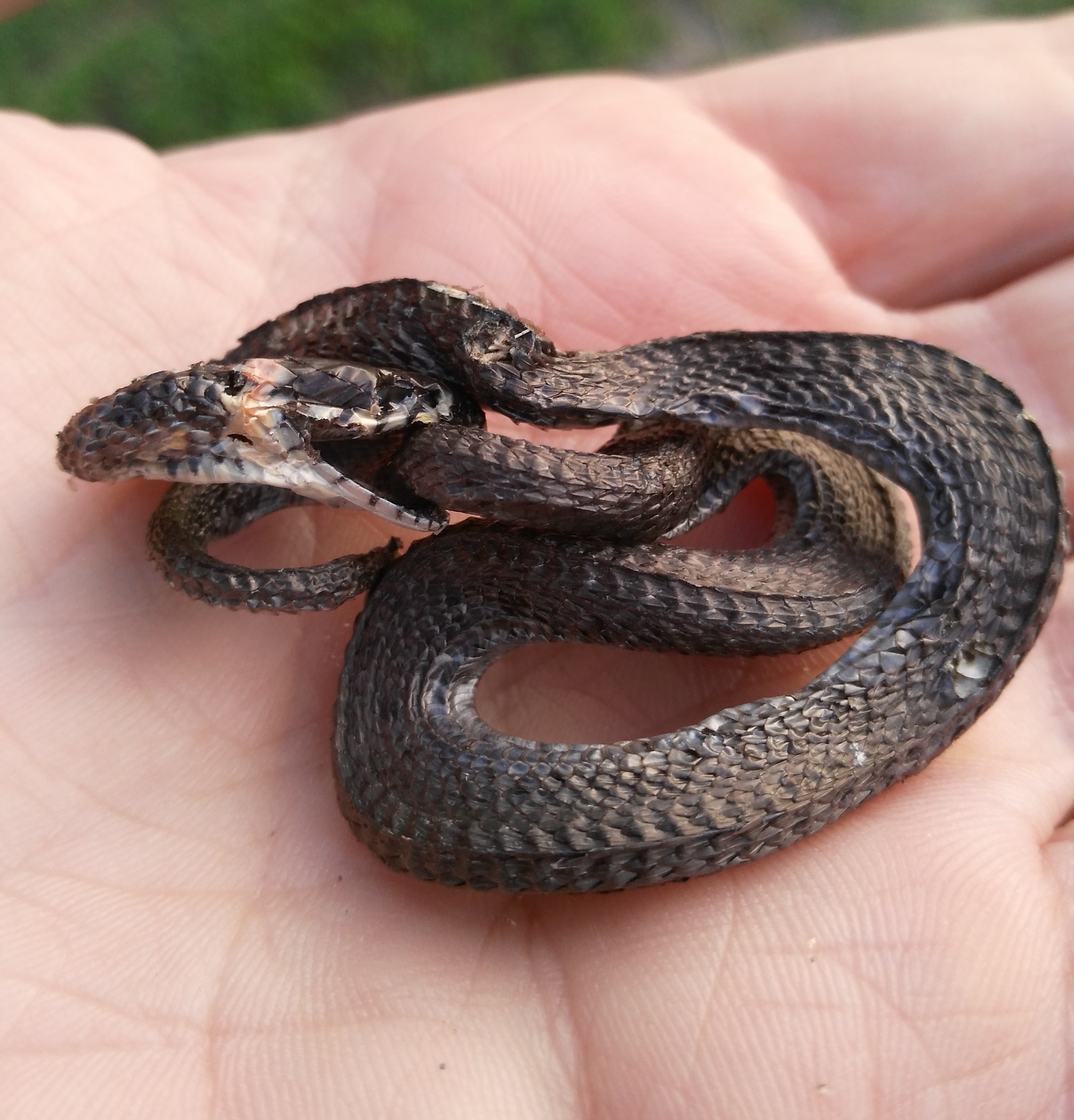 Snake 8. Змея восьмеркой. Уроборос реальная змея. Уроборос змея фото.