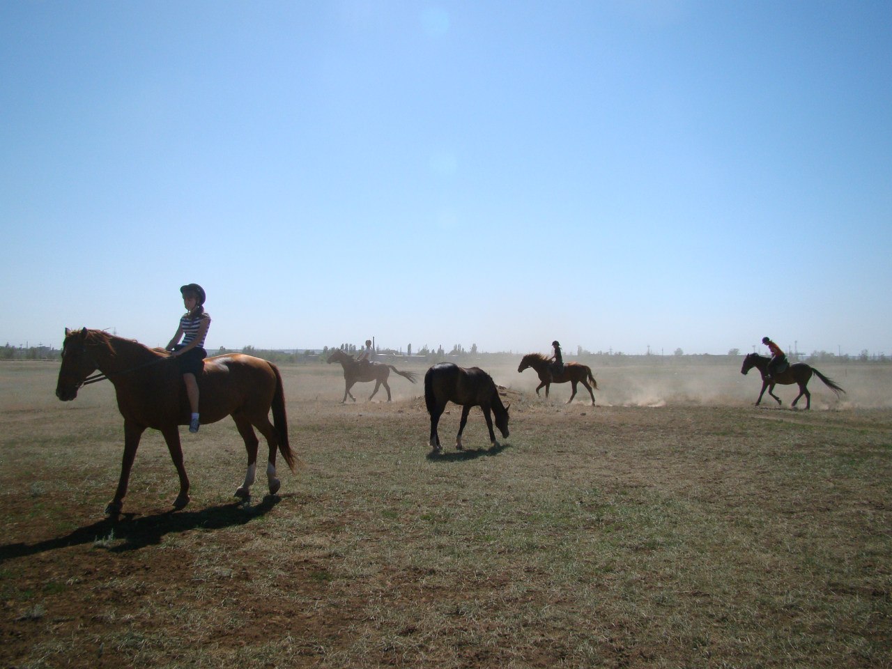 Lazy horses and troll horses - My, Horses, Horses, Behavior, Interesting, Longpost