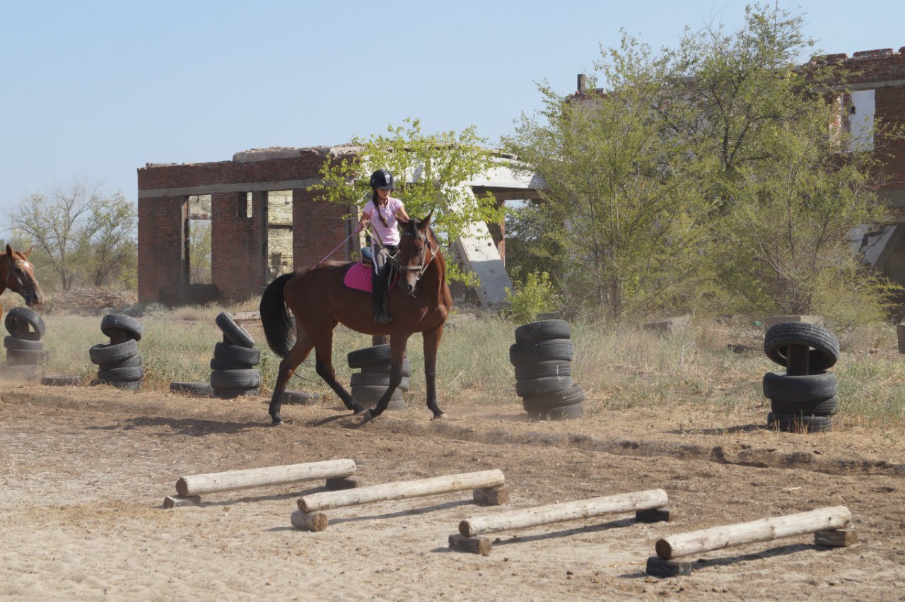 Lazy horses and troll horses - My, Horses, Horses, Behavior, Interesting, Longpost