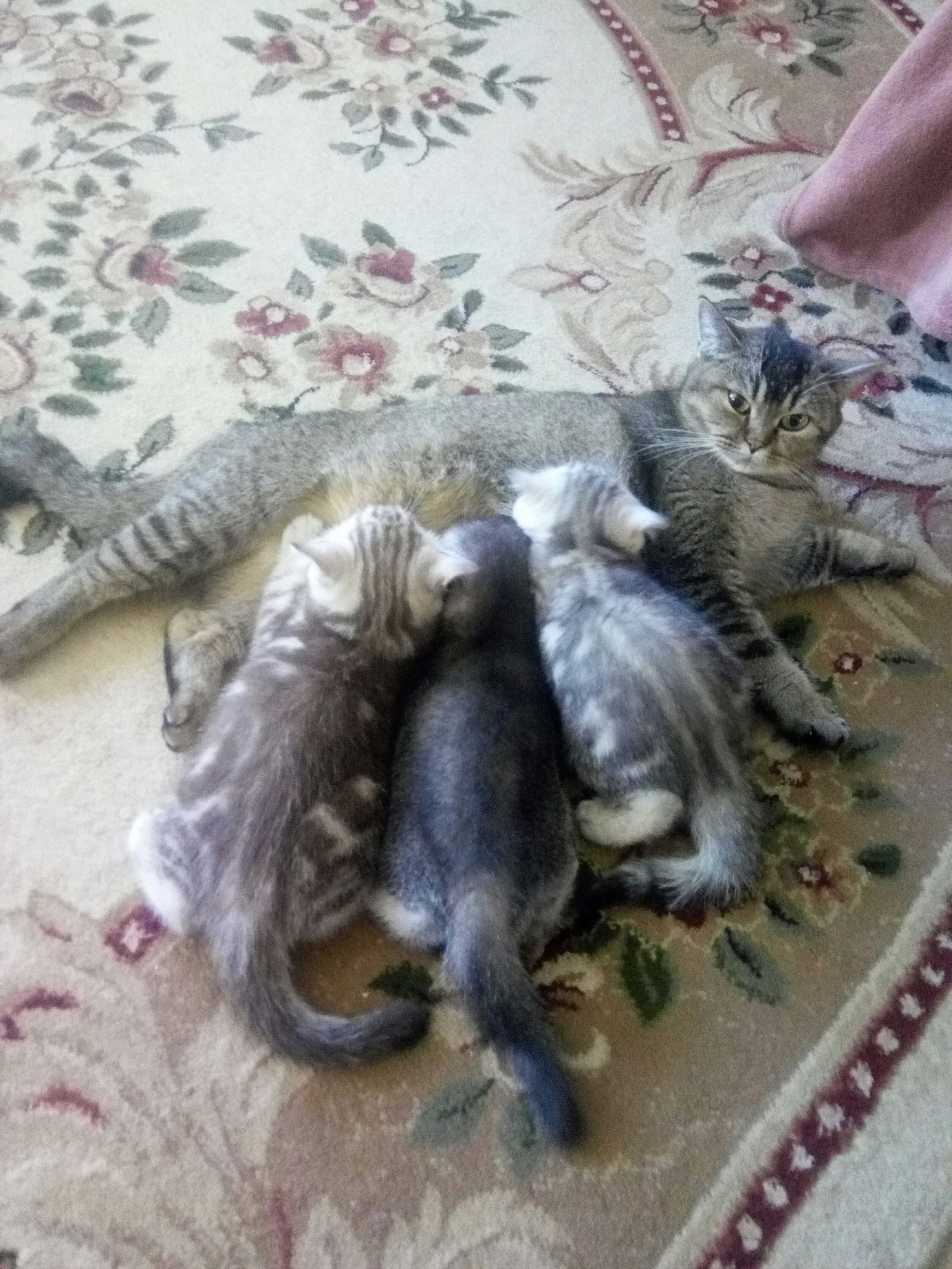 cat family - My, cat, cat family, Longpost