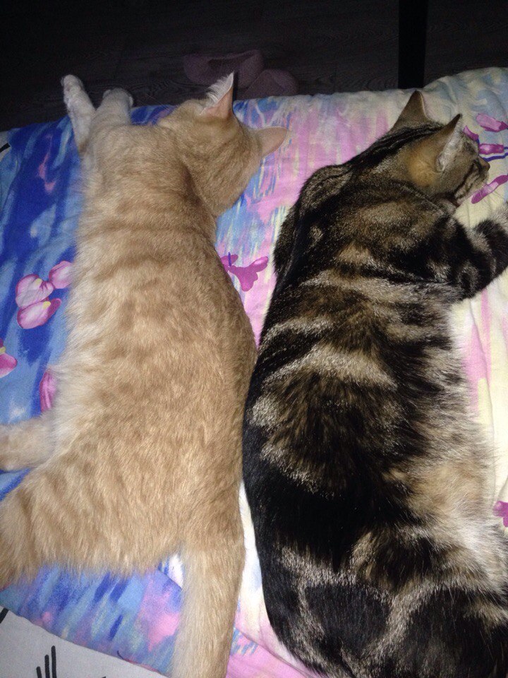 My cats) - My, , Impudence, Fluffy, , Pet, cat, Longpost, Pets