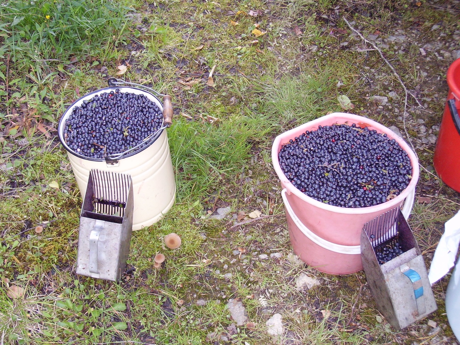 Picked up some blueberries... - My, Blueberry, Forest, Wild Plants