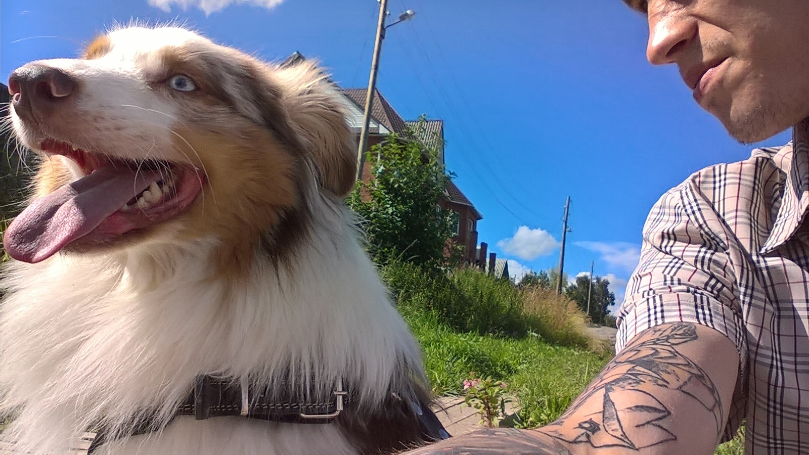 A piece of summer and blue-eyed happiness in your feed - My, Australian shepherd, Dog, Summer, Nature, Weather