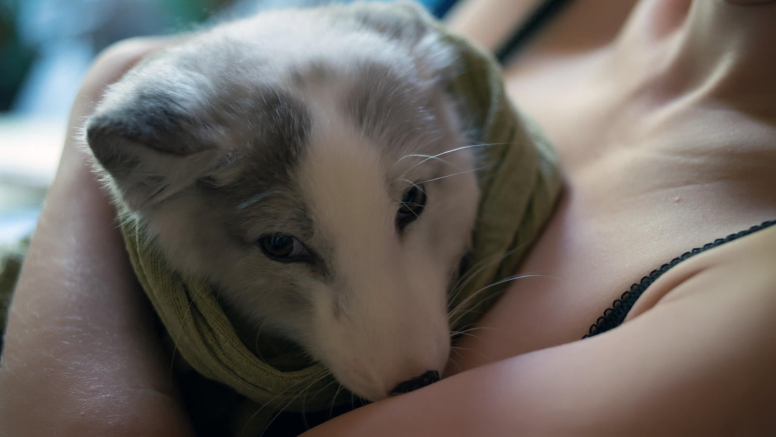 We domesticate the fox - My, Arctic fox, Animals, Russia, cat, Dog, Longpost