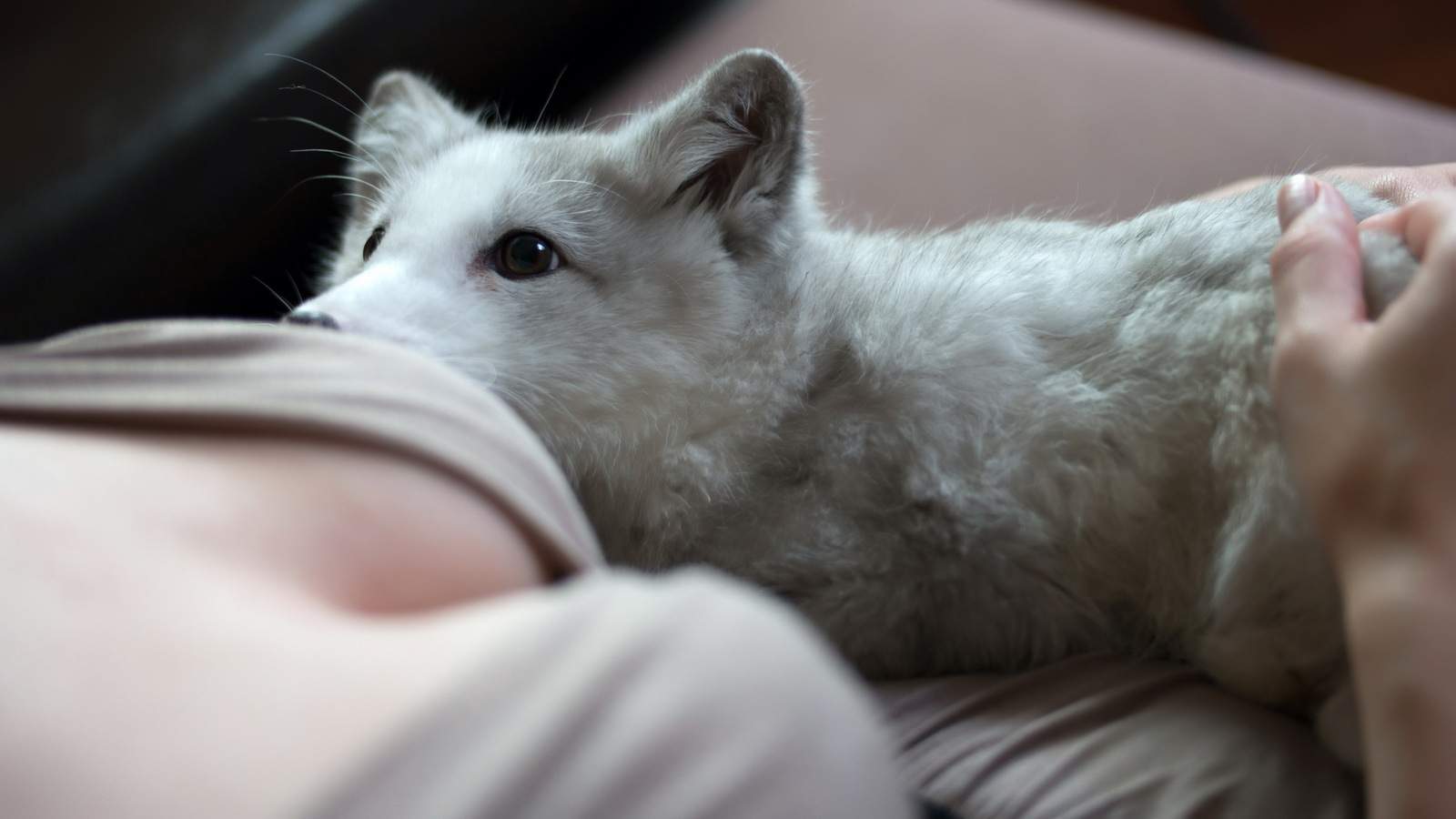 We domesticate the fox - My, Arctic fox, Animals, Russia, cat, Dog, Longpost