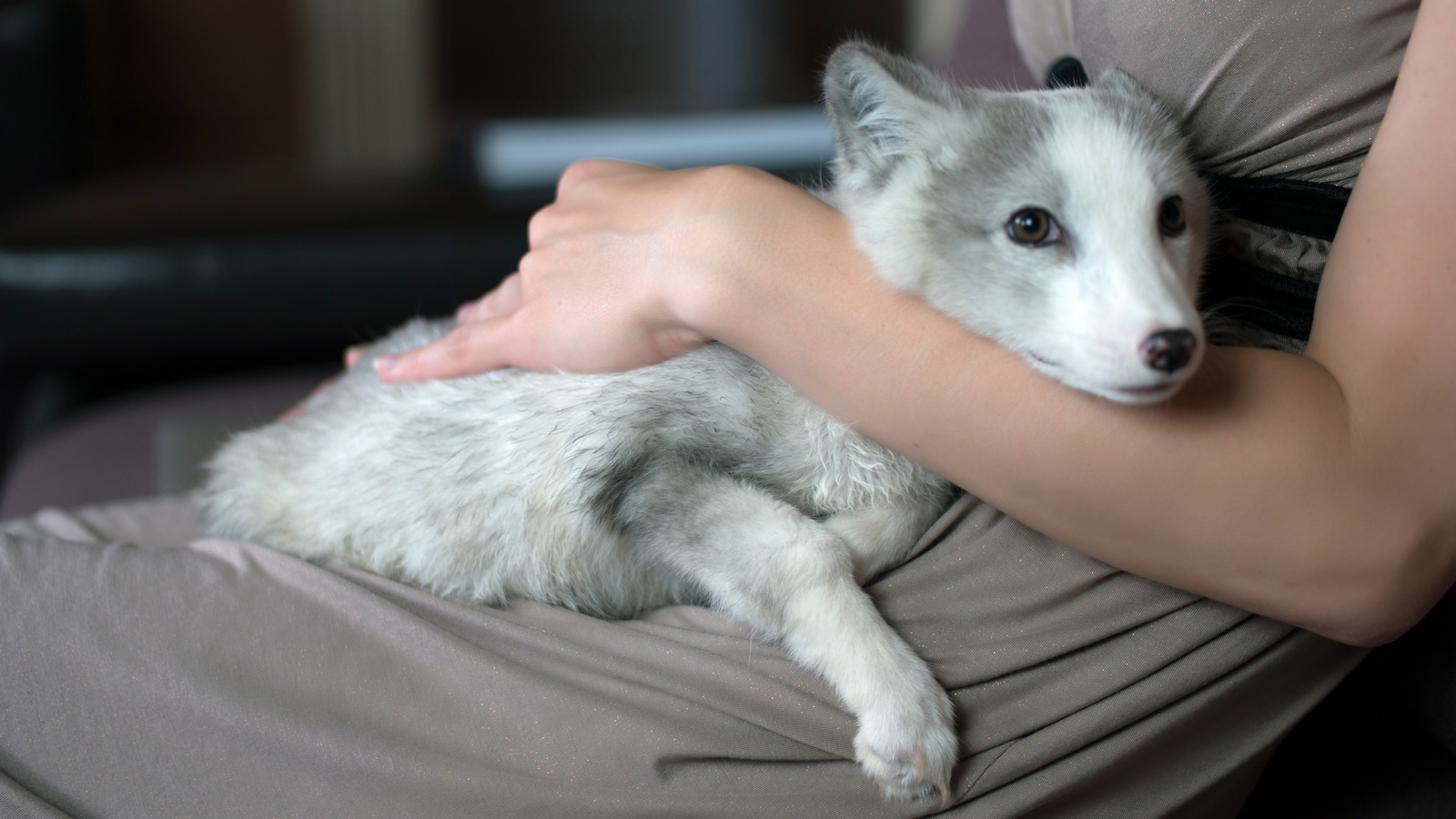 We domesticate the fox - My, Arctic fox, Animals, Russia, cat, Dog, Longpost