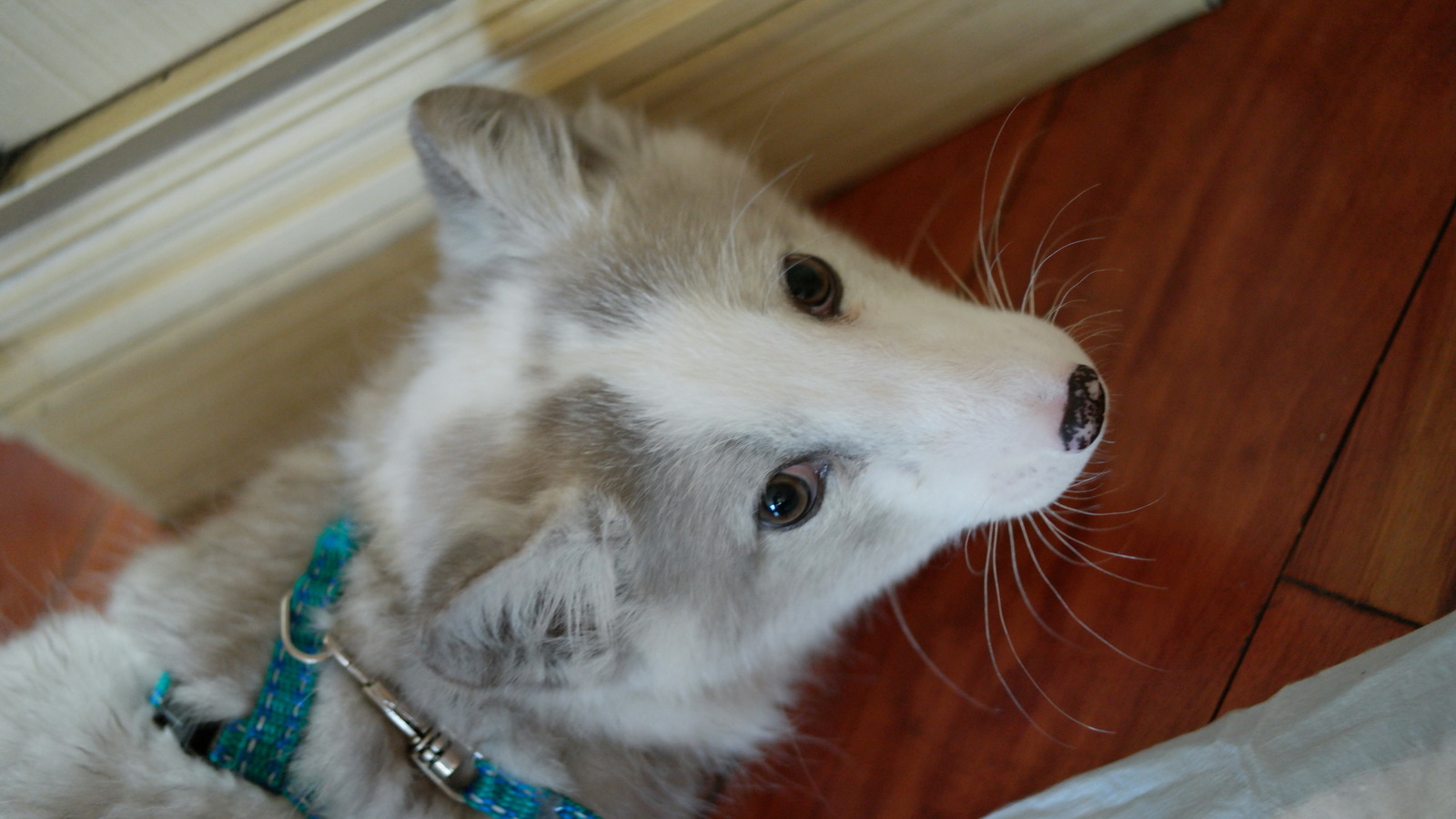 We domesticate the fox - My, Arctic fox, Animals, Russia, cat, Dog, Longpost